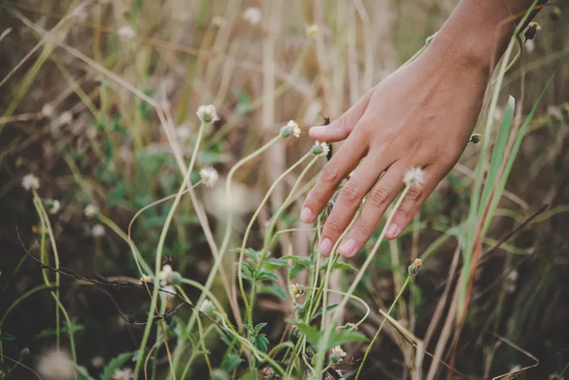 Hand gently brushing through wild grass and small white flowers in golden light