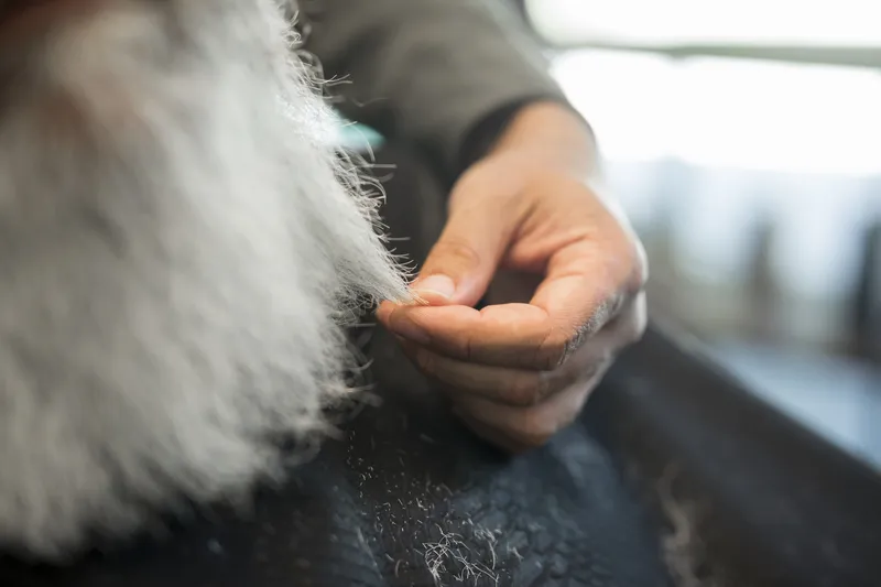 Close up of a hand holding a strand of grey hair delicately between fingers
