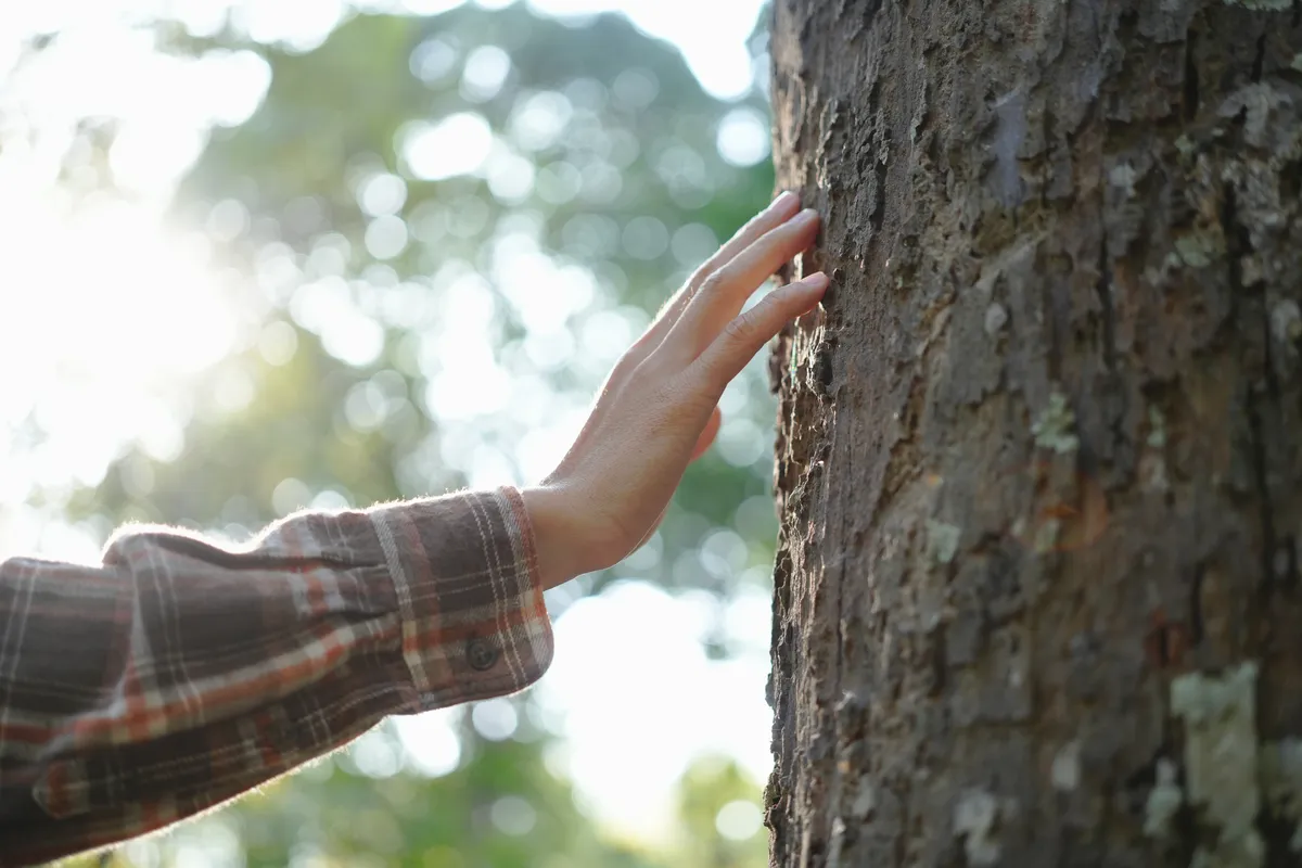 Hand reaching out to touch a tree, symbolising support, connection, and self-compassion