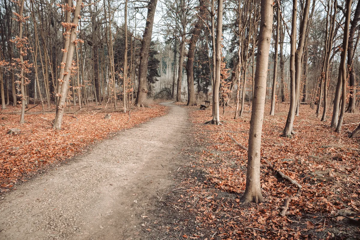Woodland path through trees, reflecting the personal journey of growth and change